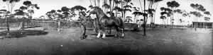 Draught horse at Koojarlee, 1920s